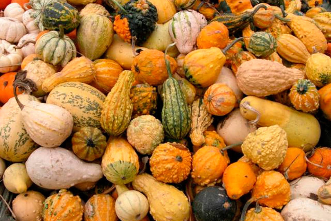 Ornamental Pumpkin Mix Seeds Vegetable Heirloom NON GMO Etsy