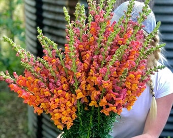 Löwenmaul Orange - Antirrhinum majus - Einjährige Blumensamen - Gartensamen - Erbstück Blumensamen - Löwenmaul - Hasenmaul