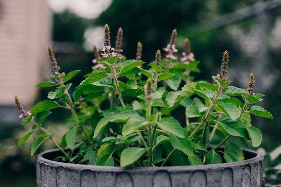 70 Graines De Tulsi Fraîches (Basilic Sacré) - Plantes Aromatiques & Médicinales - Sans OGM - Culture Facile - Pour Jardin, Balcon, Intérieur