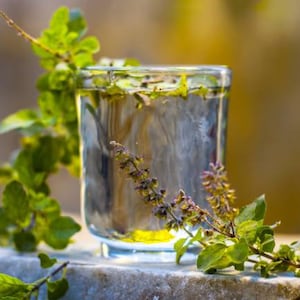 Holy Basil Seeds - Tulsi Plant Zaden - Zaden Basilius Uitstraling - Ocimum basilicum – 150 + Kruidenzaden