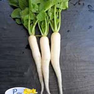 Icicle Radish White Seeds Vegetable Heirloom Organically Grown NON GMO