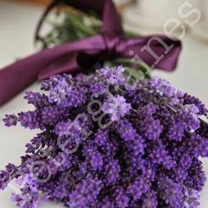 Engelse lavendel - Lavandula officinalis - Heirloom - Kruidenzaden - Bloemzaden