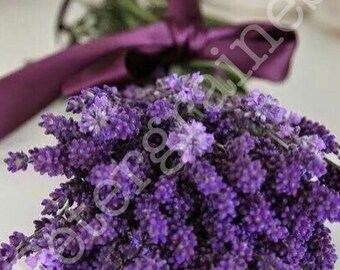 Semi Di Crescione Perenne | 300 Semi | Resistenti Al Freddo | Per Giardino O Balcone | Multicolori - Foto 11