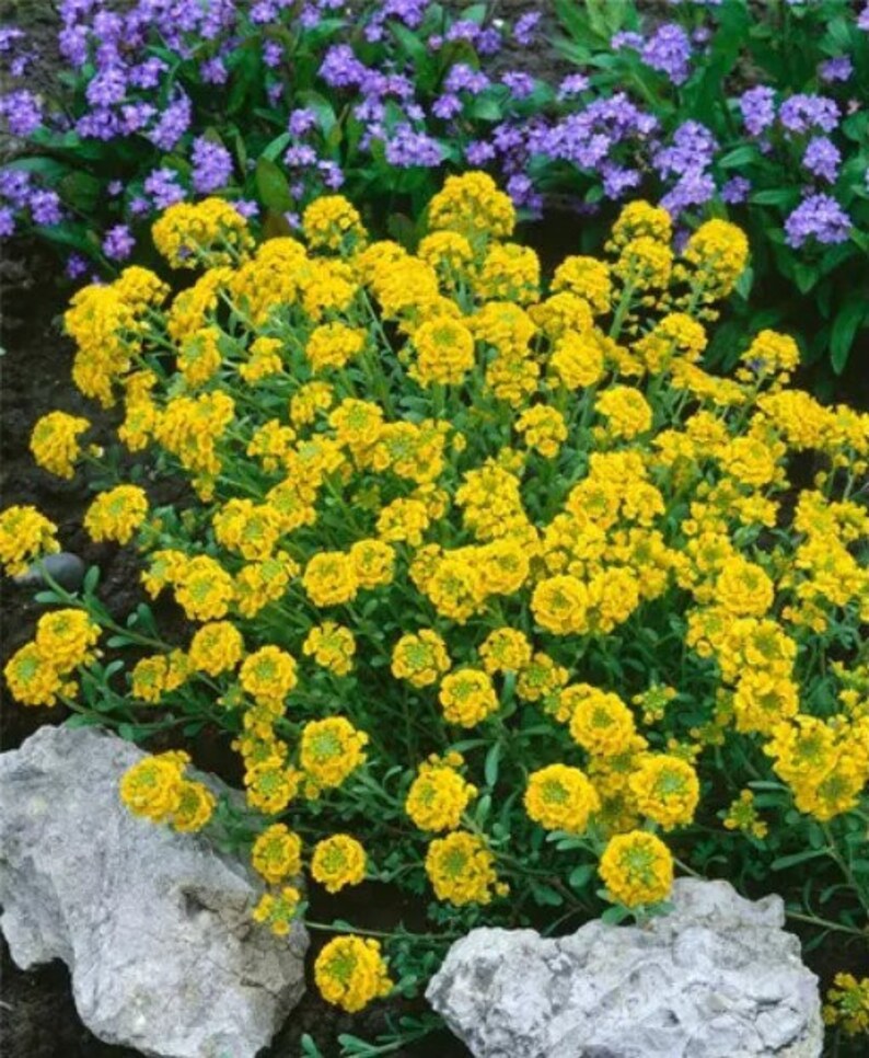 Sweet Alyssum Montanum Seeds Alyssum Gmelinii Sweet Alison Gold Seeds Yellow Alyssum Flower Seeds Perennial flowering plant image 3