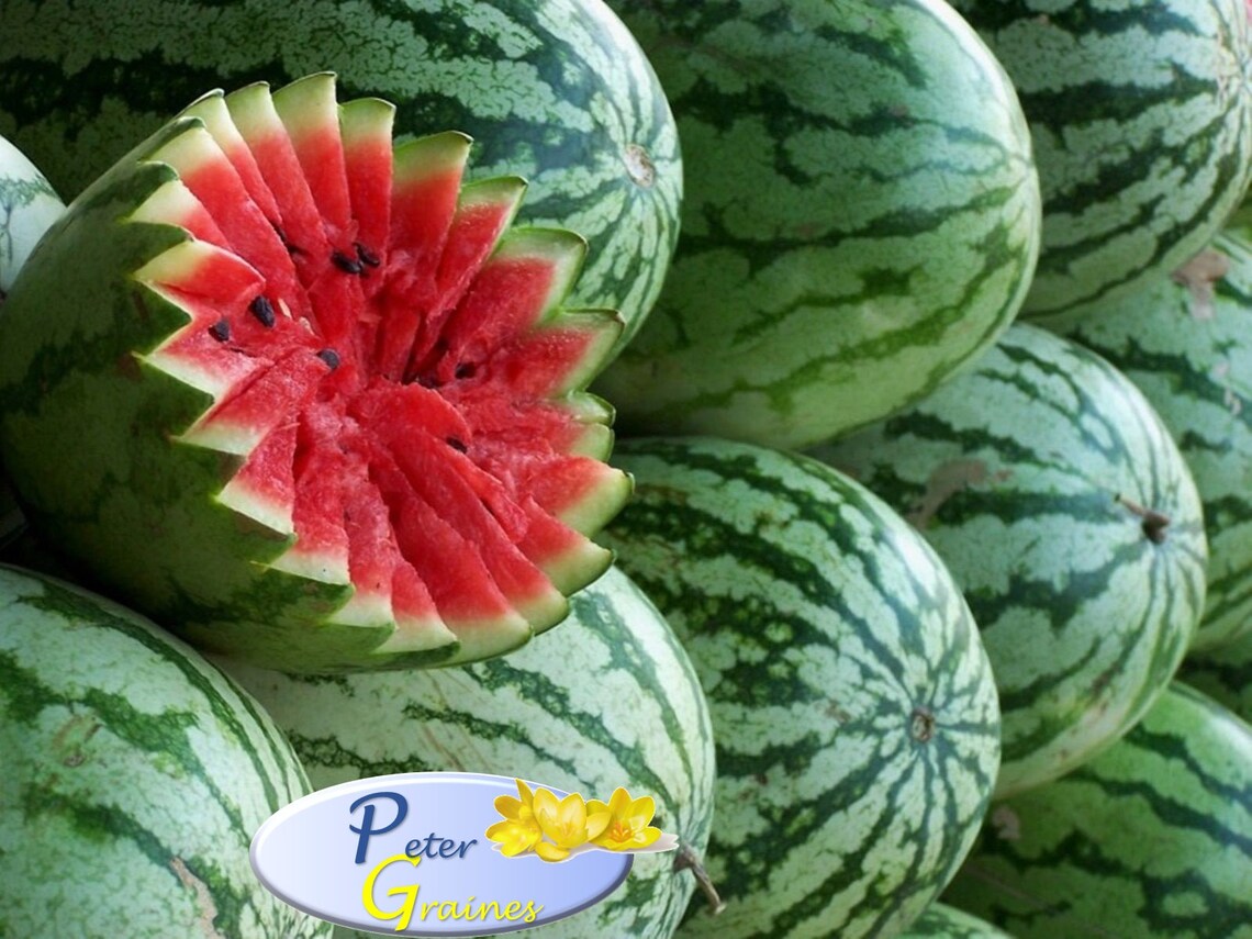 Seltene Samen Wassermelone Astrachanskiy organisch gewachsen | Etsy