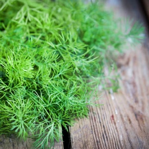 Dill Seeds Ambroziya - Heirloom - Herbal Seeds - NON-GMO