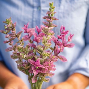 Pink Sundae Salvia Seeds - Salvia horminum Salvia viridis - Salvia Plant - Flower Seed - Clary Sage Seeds -  Heirloom - Butterfly