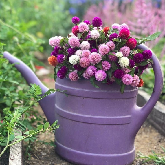 Globe Amaranth Sunset Mix Seeds Gomphrena Haageana Globe Amaranth