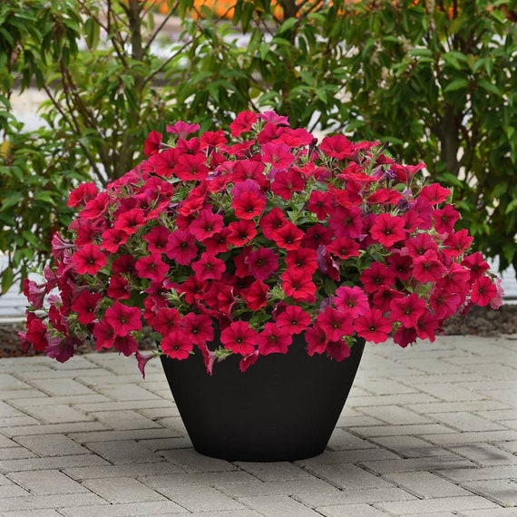 Cascading Petunia Red F1 Seeds Petunia x hybrida Annual | Etsy Polska