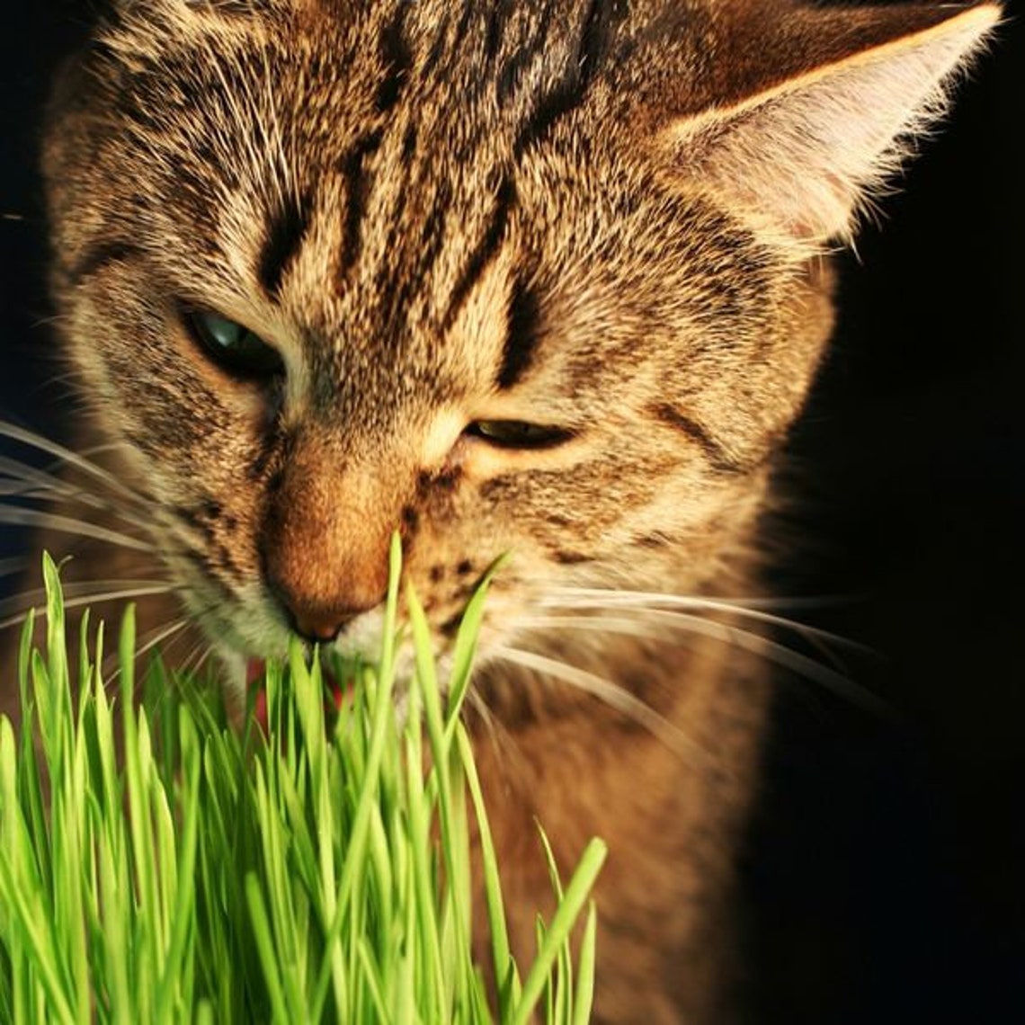 Cat Grass Seeds Herb Seeds Sweet Oat Grass for Cats Etsy