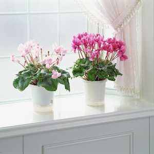 Persian Cyclamen Mix Seeds Cyclamen persicum Perennial Flower Seeds image 1