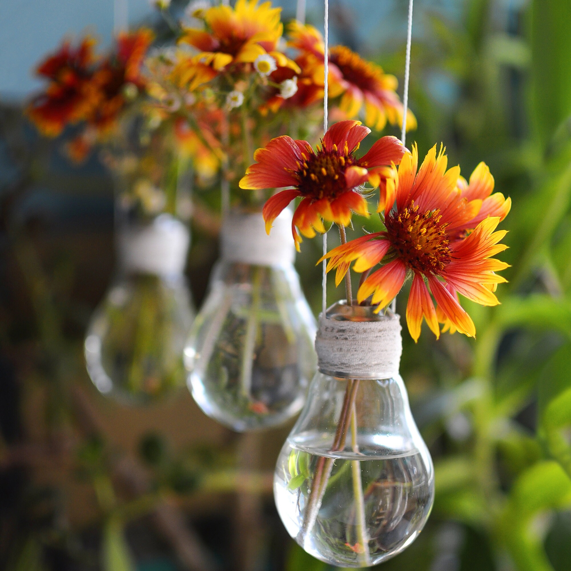 Gaillardia Indian Blanket Nice Garden Flower 300 Seeds Gaillardia Indian Blanket Nice Garden Flower 300 Seeds