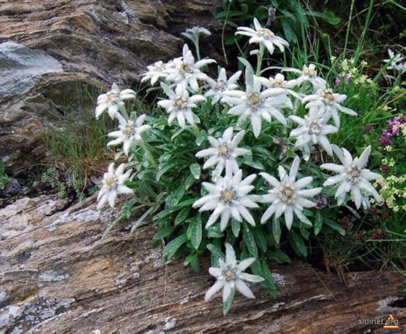 Edelweiss Seeds Leontopodium alpinum Alpine Everlasting Flower Lion's Foot Star Glacier Perennial Flower image 1