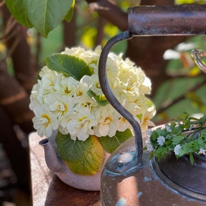 Primula seeds – Primrose seeds – Primula Spring Bouquet Seeds -  Primula vulgaris - Perennial Flower Seeds