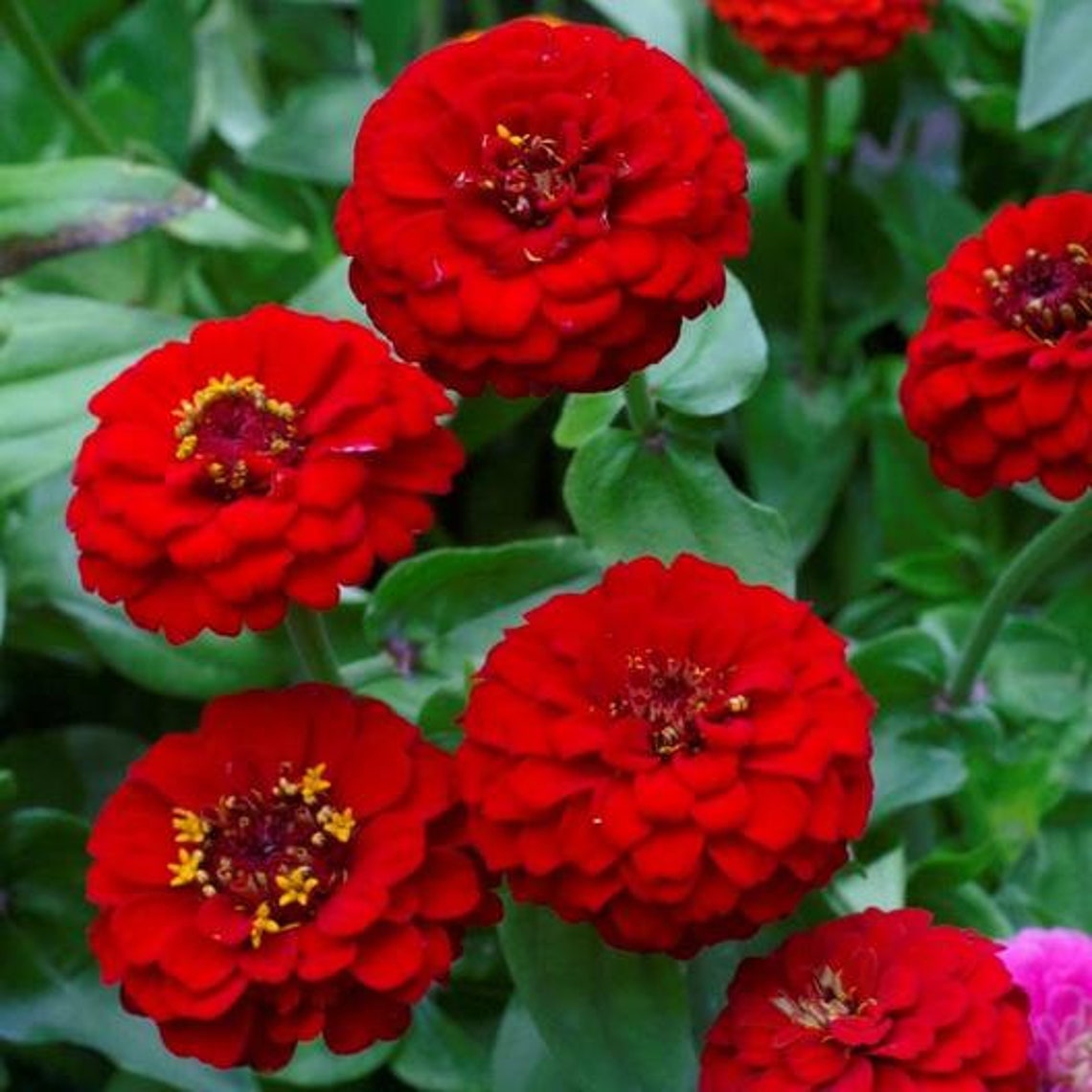 Red Zinnia Seeds Scarlet Flame heirloom Zinnia Annual Etsy
