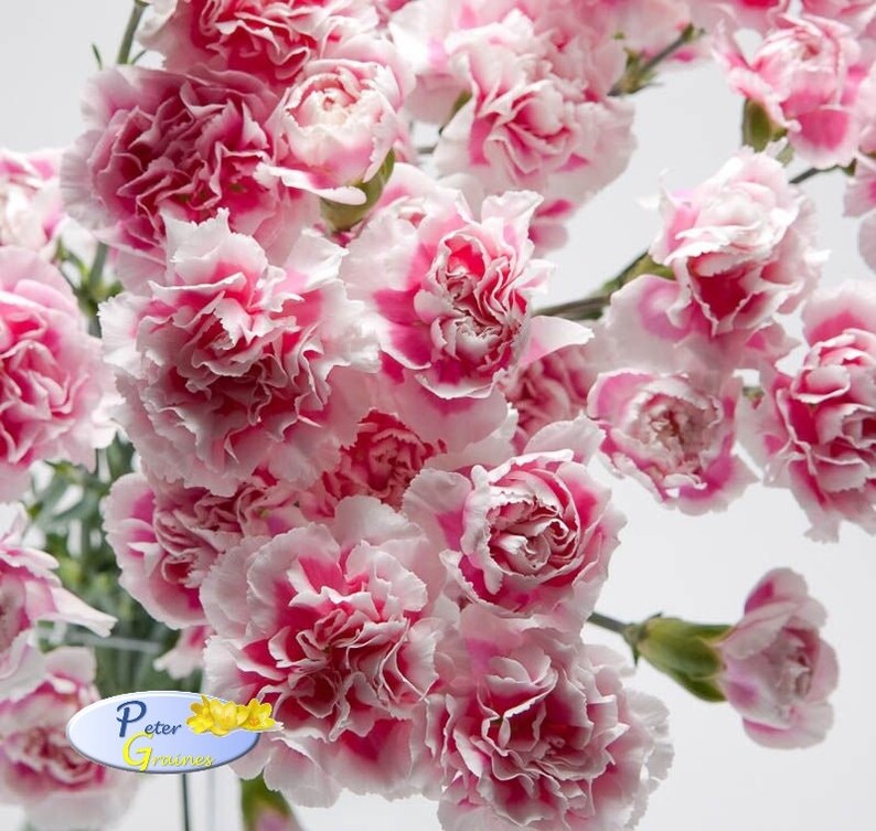 Chabaud Benigna Seeds Carnation Garden Stripe Mix Seeds Etsy