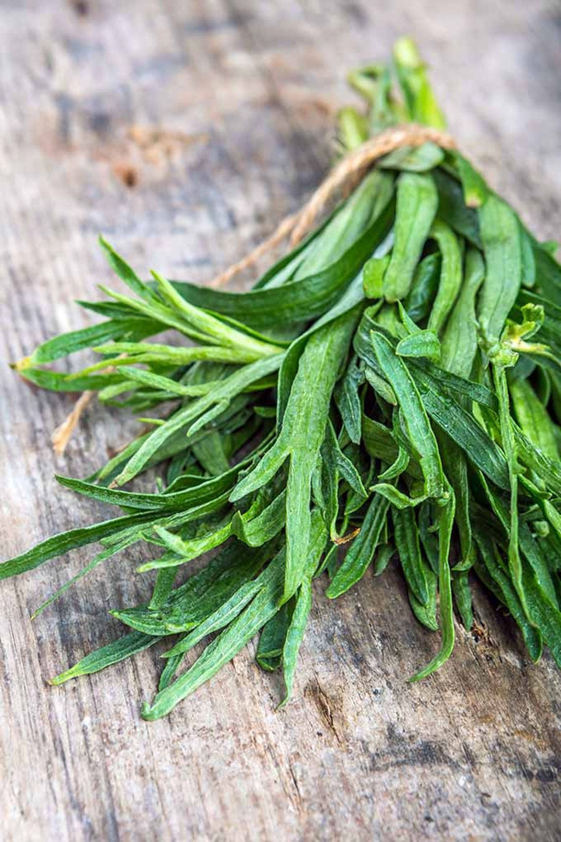 Tarragon Seeds Dragon Herb Seeds Artemisia Dracunculus Etsy UK