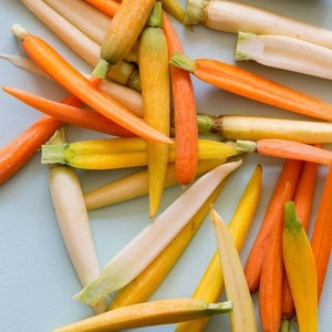 Carrot Flickering Sun – Carrot Seeds – Vegetable Mix – Heirloom – Garden Seeds