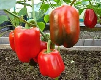 Bell Pepper Seed, California Wonder Red, CAPSICUM - California Wonder, Heirloom, Organic seeds, large fruit