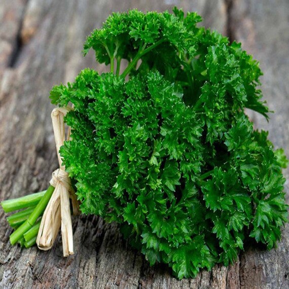 Curled Parsley Seeds for Planting Indoors and Outdoors Heirloom Open-Pollinated Great for Home Gardens and More by Gardeners Basics Non-GMO Curly Herb Variety 