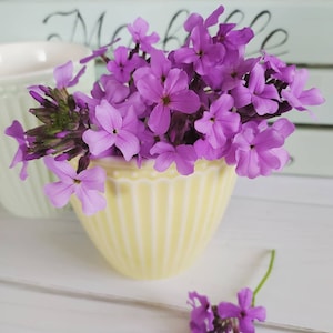 Sweet Rocket Purple - Dame&#39;s Rocket Purple - Buddle davidii -  Hesperis matronalis  – Perennial Flower Seeds