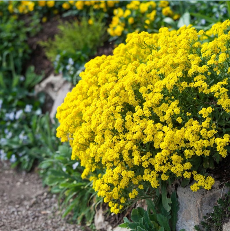 Sweet Alyssum Montanum Seeds Alyssum Gmelinii Sweet Alison Gold Seeds Yellow Alyssum Flower Seeds Perennial flowering plant image 1