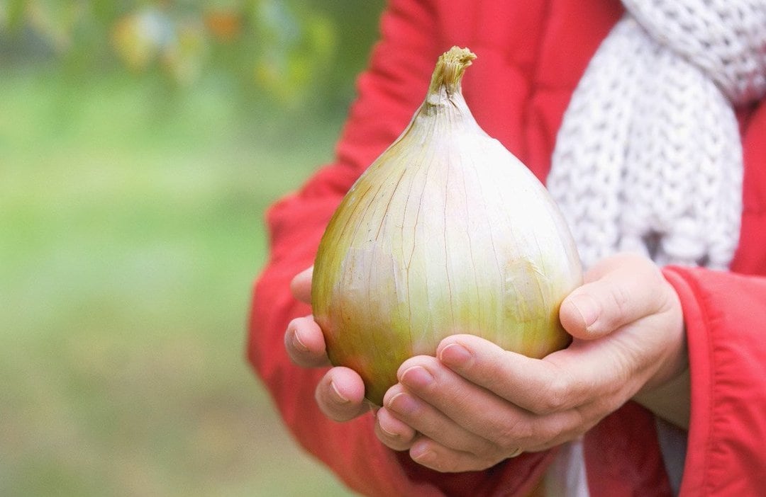 Kelsae Sweet Giant Onion Sets