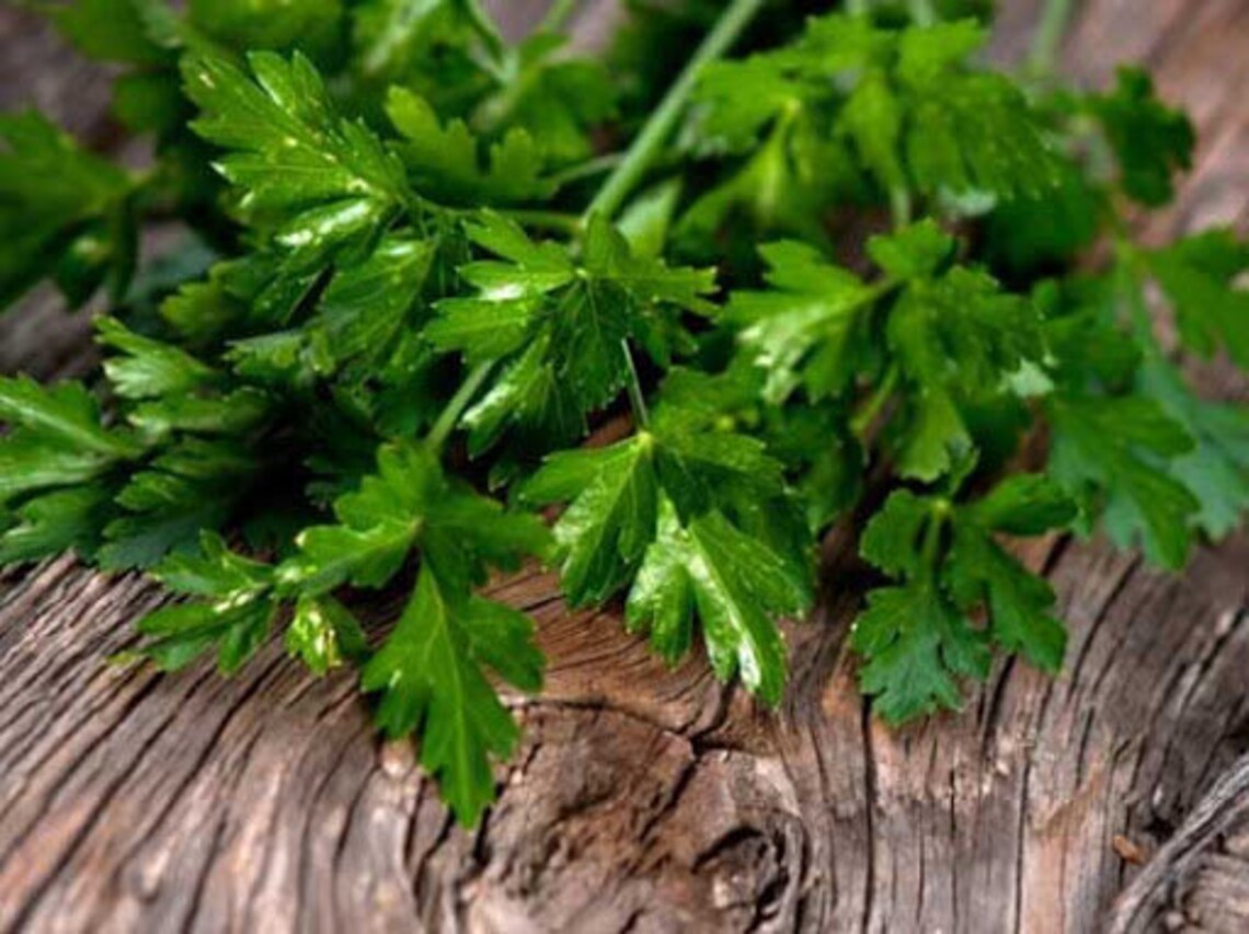 Parsley Seeds Giant of Italy Flatleaf Parsley Seeds Italian Etsy