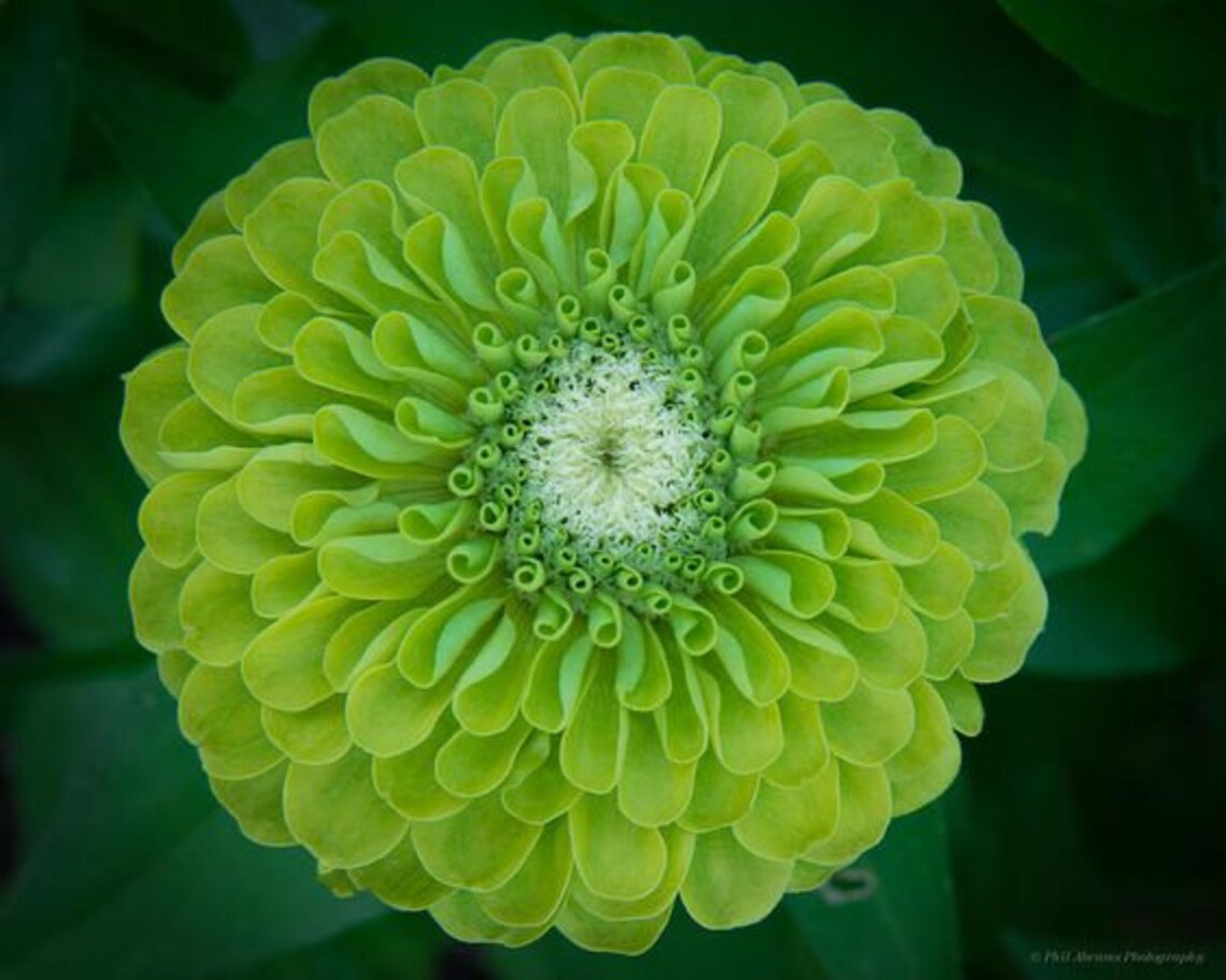 Zinnia Envy Seeds Zinnia Elegans Annual Flower Etsy Canada
