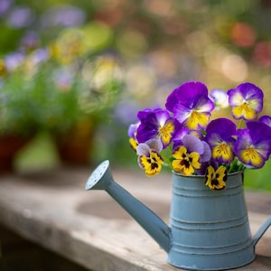 Voiola Stiefmütterchen Samen - Garten Stiefmütterchen Samen - Viola Tricolor- Heatsease - Zweijährige Blumensamen