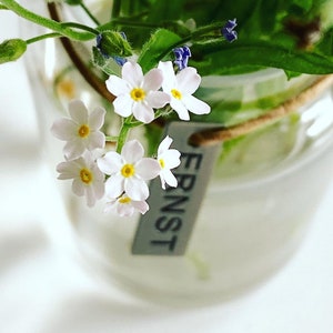 Alpen Vergissmeinnicht Weiß - Myosotis alpestris - Zweijährige Blumensamen