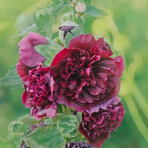 Hollyhock Double Chater&#39;s Maroon seeds - Alcea rosea - Perennial Flower Seeds - Hollyhock plants -