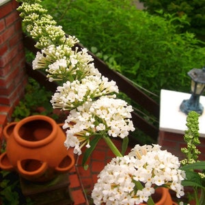 Lillà estivo bianco - Hesperis matronalis - Semi di rucola dolce - Semi di fiori perenni