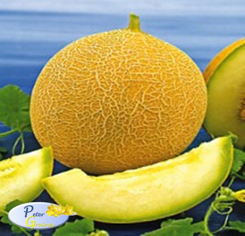 Rare Seeds Sweet Yellow Honey Melon Zolotisatya-Golden Fresh | Etsy