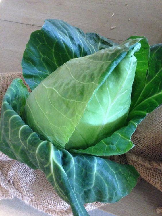 Conehead Cabbage Wheelers Imperial Seeds Pointed Cabbage Etsy Canada