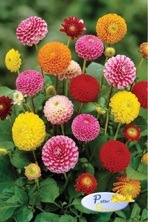 dahlia pompon