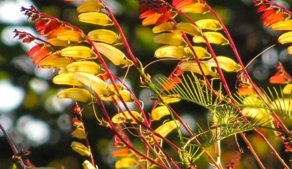 Mina Lobata seeds Quamoclit Lobata 50 Graines Ipomoea Lobata Mina Lobata seeds Quamoclit Lobata 50 Graines Ipomoea Lobata