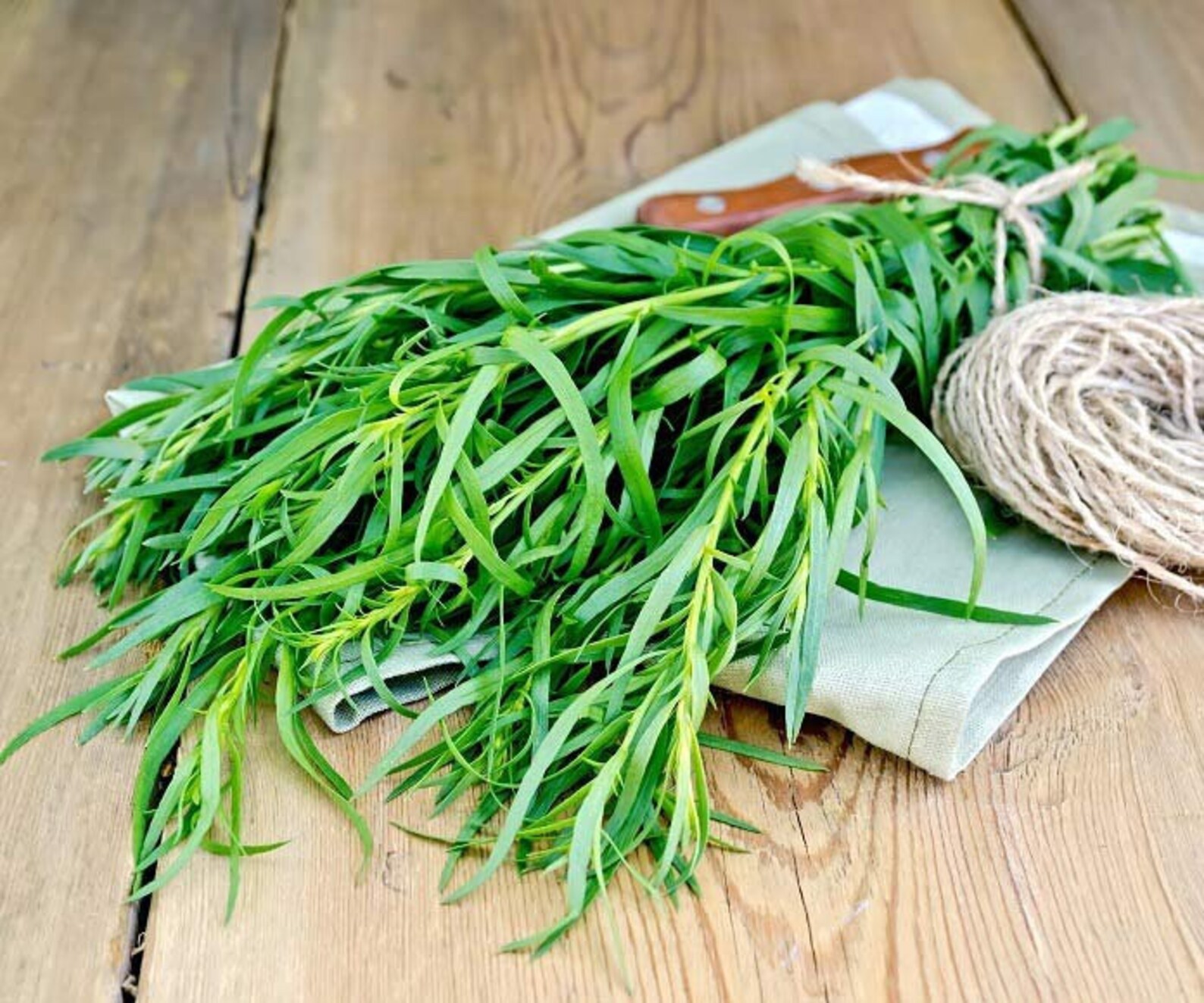 Tarragon Seeds Dragon Herb Seeds Artemisia Dracunculus Etsy UK