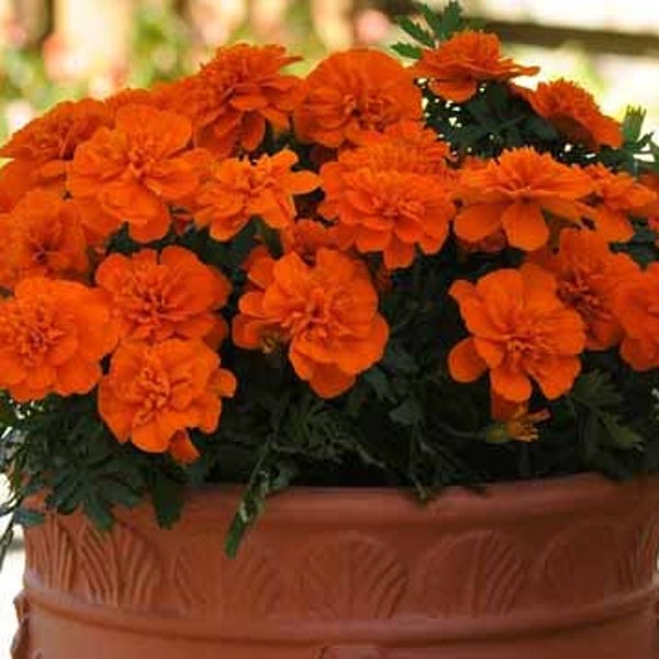 Français Marigold Taenzerin - Tagetes patula - Graines de fleurs annuelles