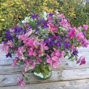Salvia Tricolour Mix Seeds  - Sage Seeds – Clary Sage -  Salvia splendens - Annual Flower
