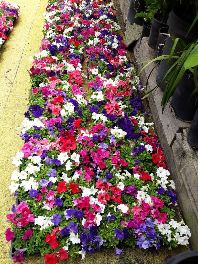Hanging Petunia Unicum Mix Seeds Petunia X Hybrida Annual Etsy