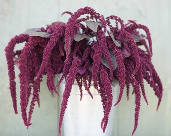 Pendant Amaranth Seeds - Amaranthus caudatus - Annual Flower Seeds