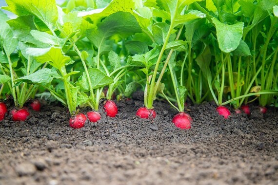 Seeds Radish Rainbow Mix 25 Days Vegetable Planting Organic Heirloom Ukraine