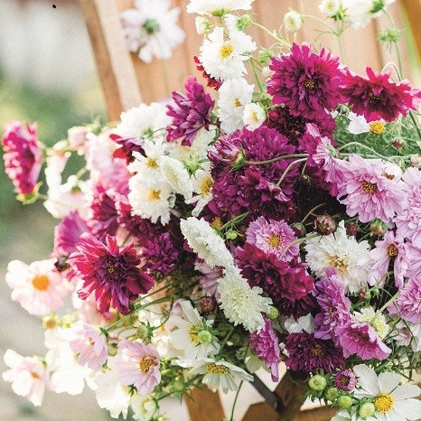 Cosmos Double Click Seeds - Cosmos Seeds - Cosmos bipinnatus - Annual Flower - Dahlia Seeds