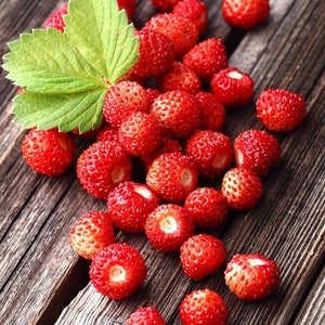 Rugen Alpine Strawberry Seeds - German Variety - NON GMO