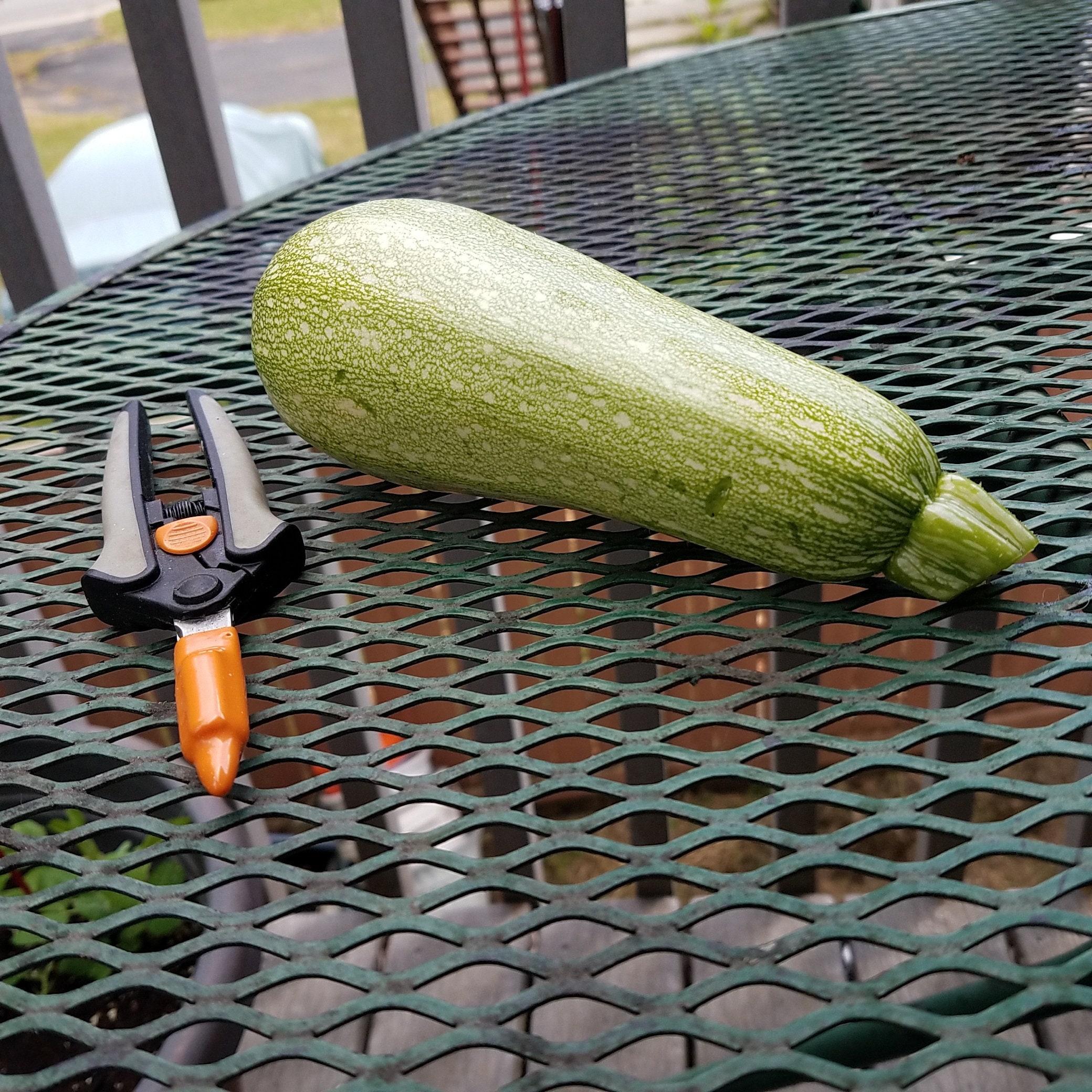 Squash Zucchini Gribovskiy Heirloom Semillas Vegetales Etsy