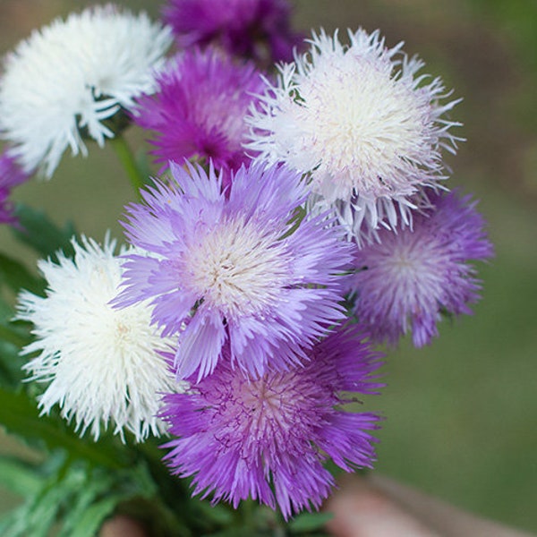 Sweet Sultan Imperialis Mix - Centaurea moschata - 150 seeds – Annual Flower Seeds