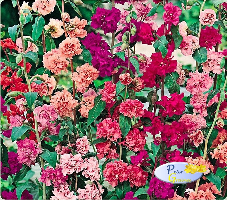 Godetia Seeds Clarkia Elegans Mix Seeds farewell Spring Etsy