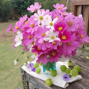 Cosmos Picotee Seeds - Cosmos bipinnatus - Annual Flower Seeds
