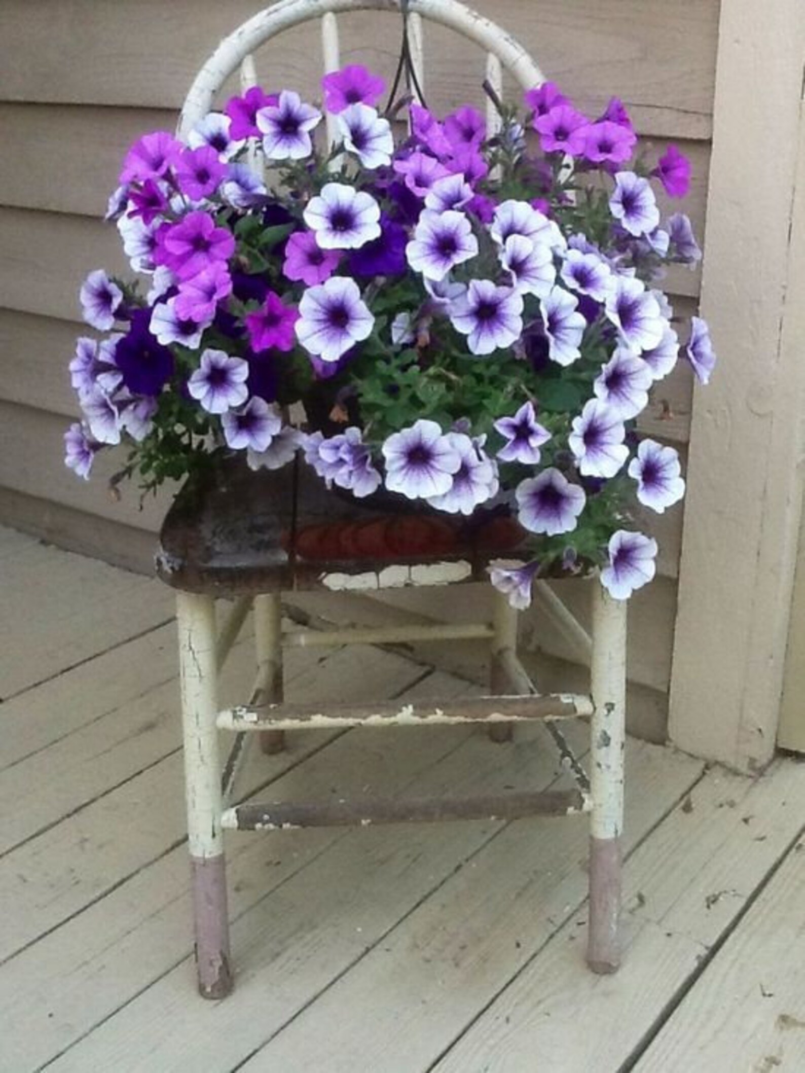 Petunia Grandiflora Daddy Blue F1 Supertunia Seeds Petunia - Etsy